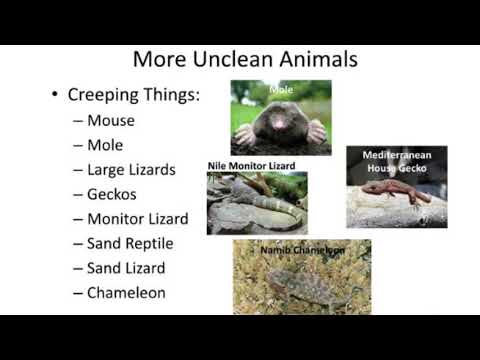 Leviticus 11:29-33 animals that move along the ground are unclean--weasel, rat, lizard, gecko, stink