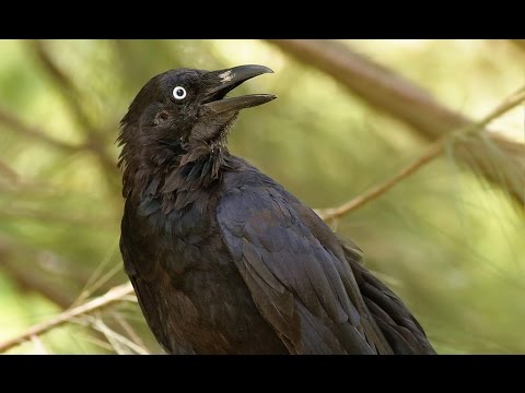 Everyday Bible Study - The Prescription to Cure Worry - Luke 12: 22-48 #L29