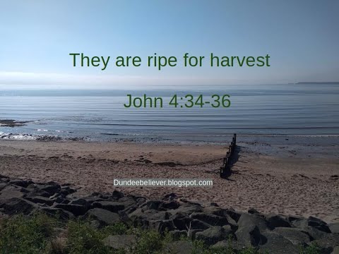 John 4:34-36 They are ripe for harvest