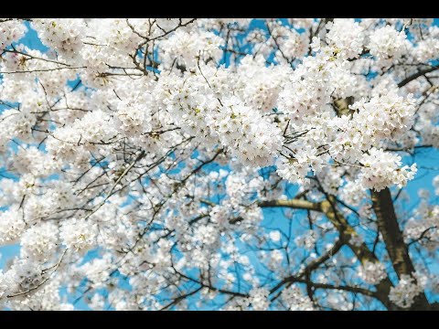 Scripture Verse By Verse (2025) Gospel of John 8:42-59