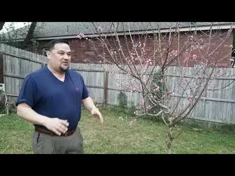 Spiritual Fruit is Better than Gold! (Proverbs 8:19)