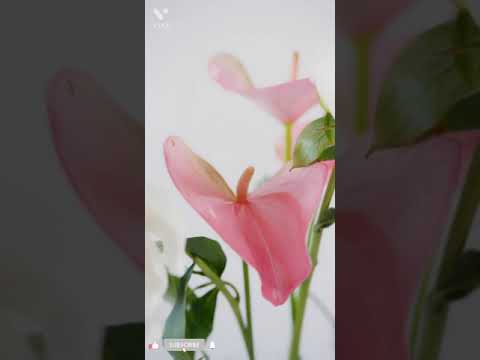 Word of God Jesus Christ, 1 Peter 3 : 12-14.