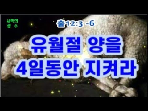 유월절 양을 4일동안 keep하라(출12:3-6) Keep the Passover lamb for 4 days (Exodus 12:3-6)