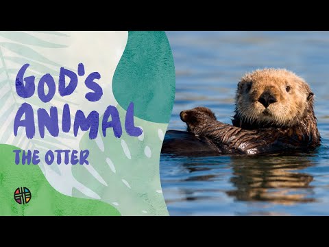 God's Animal - The Otter | Preschool