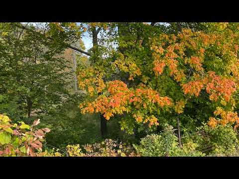 Coffee Break   (5 Minutes with God) Psalm 119:127-129