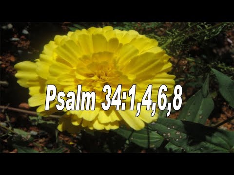 Scripture song Psalms 34:1,4,6,8 I will bless the Lord