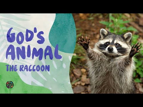 God's Animal - The Raccoon | Preschool