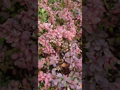 Jeremiah 29:12(Then you will call upon me and come and pray to me, and I will listen to you)