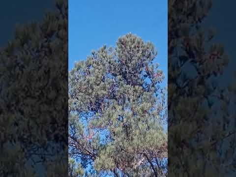 Kingdom is coming!!  Isaiah 30:20-21 Revelation 21:4