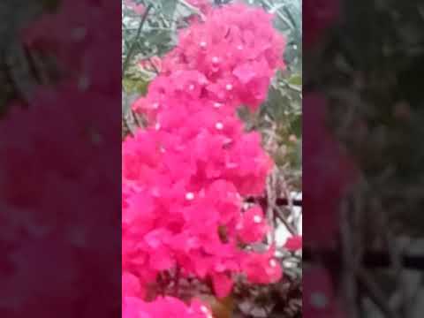 But in the end she is bitter as gall.( Proverbs 5:4 ).