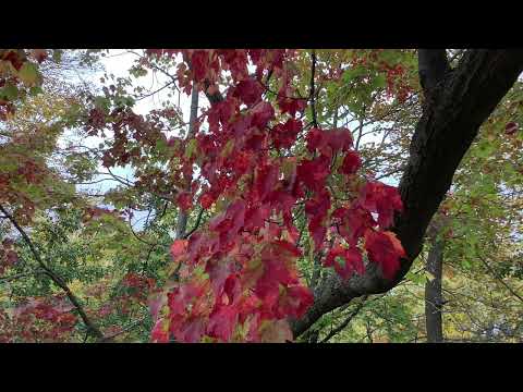 Coffee Break   (5 Minutes with God) Psalm 119:117-119