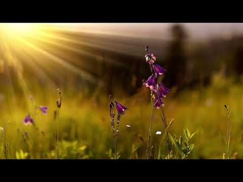 Free No Copyright Butterflies Flowers Sunrays Peaceful Instrumental with Bible Verse Psalm 113:3 KJV