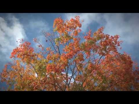 FLBC Daily Devotion Proverbs 15:9