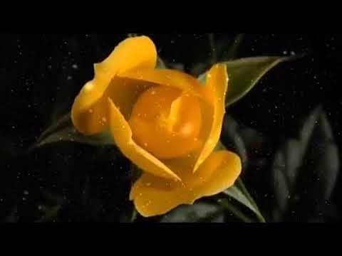 God's Blessing Word # August 8 2021 # சங்கீதம் / Psalms 112:2 # Pastor.Prabhakar