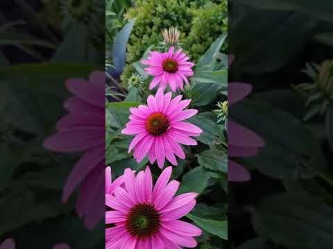 Psalm 37:39 (The salvation of the righteous comes from the LORD)