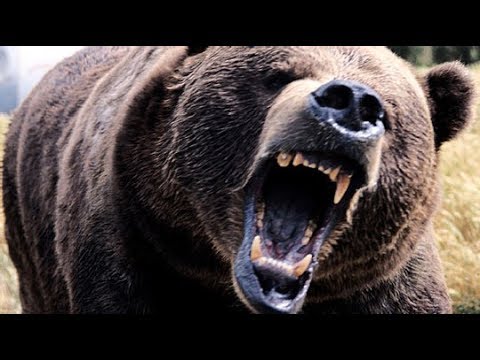 Sudden Bear Attacks! 4 Attacked 2 Killed.  2 Kings 2:23-25.. Third Temple 911