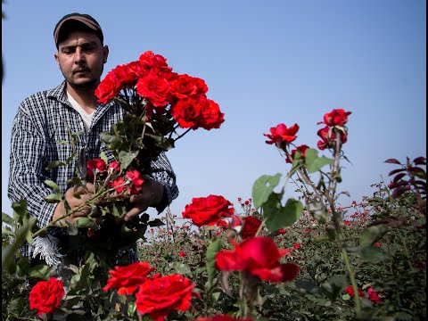 Psalm 65:9-13 | God Answers Prayer | Lectionary bible reading