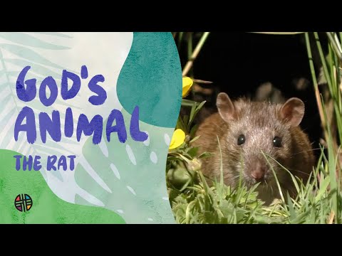 God's Animal - The Rat | Preschool