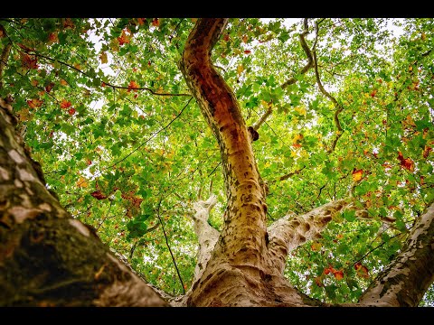 Becoming a Living Temple of God - Brian Moodie (Luke 19:1-10; Haggai 2:1-9; Psalm 65:1-8)