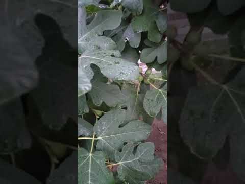 Song of Songs 2:13(The fig tree forms its early fruit; the blossoming vines spread their fragrance)