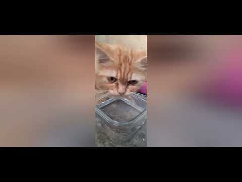 Mark 9:36-37 work for the Lord by giving something for the kids Jesus loves the little children