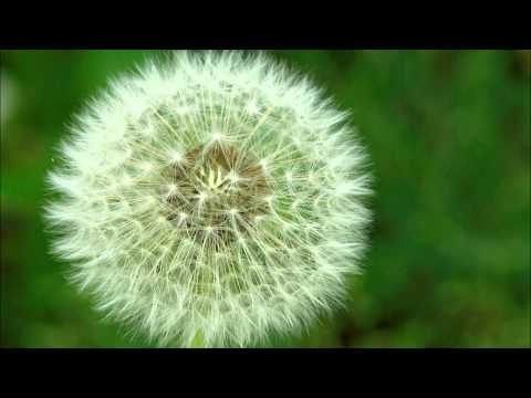 11/17/13 - Devoted To Evangelism - Acts 2:42-47