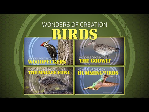 2. Birds | Wonders of Creation Classroom Series