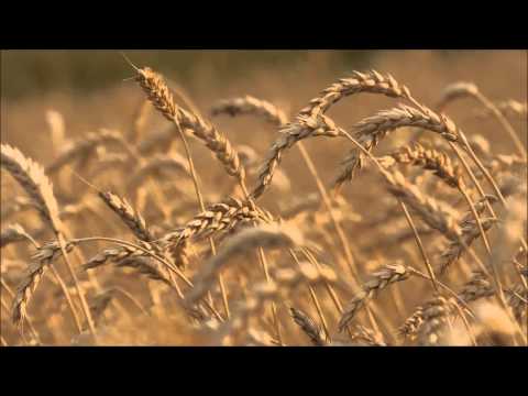 7-5-15 - “The Robe of Righteousness” - Ruth 3:6-9