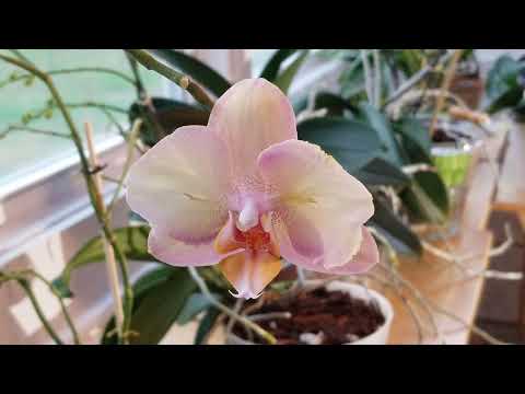 Read the Bible Through!  Day 1: John 1:1-42 NKJV.  New Series!