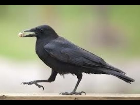 Stolen Seed; Verse of the Day: #295- Matthew 13:3-4