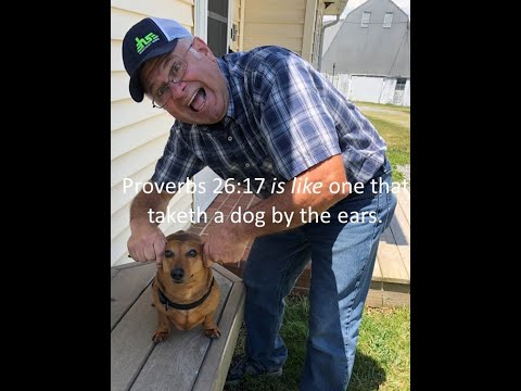 Proverbs 26:17 Taking a dog by the ears