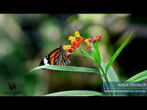 Bible Bites - 2 Timothy 2:1-13