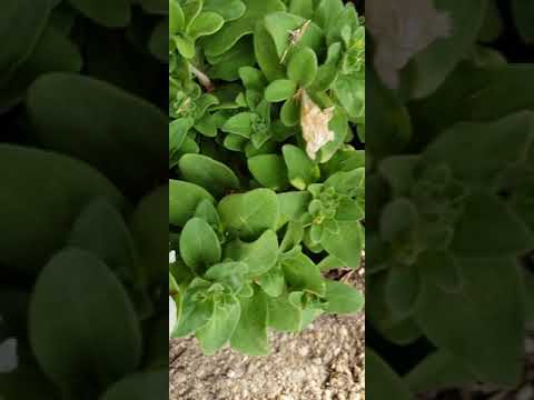 Proverbs 11:19 (Genuine righteousness leads to life)