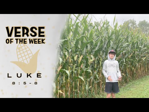 Verse Of The Week, Luke 8:5-8