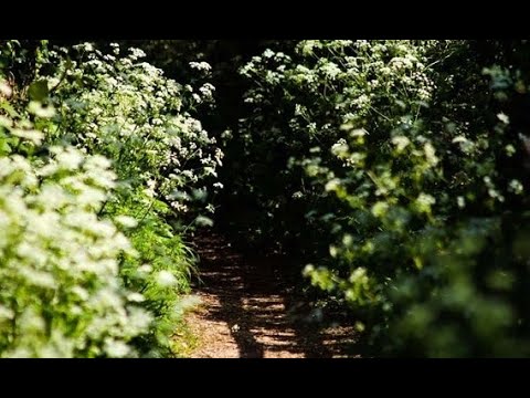 The Beginning [Pt. 5/26]- Verse of the Day: #194- Genesis 3:5-24