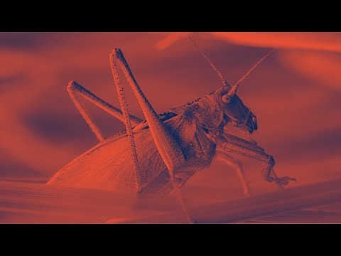 What Are the Locusts of Revelation? (Revelation 7:9-11)