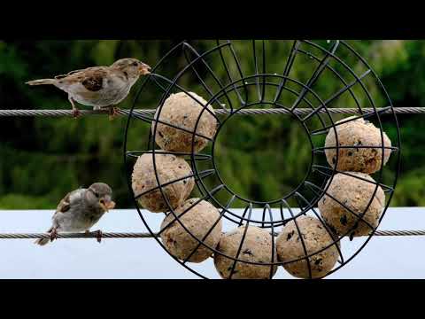 RS 2020 July 17, Ruth 2 : 22