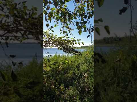 Ezekiel 17:24(I dry up the green  tree and make the dry tree flourish)