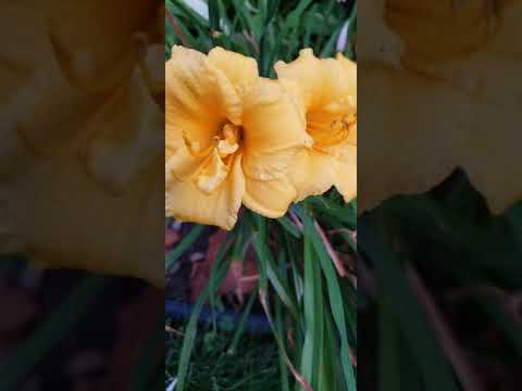 Proverbs 22:17(Listen to the words of the wise; apply your heart to my instruction)