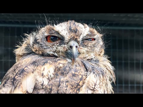 Romans 9:18-22 ~ Angry Birds and Vessels of Wrath