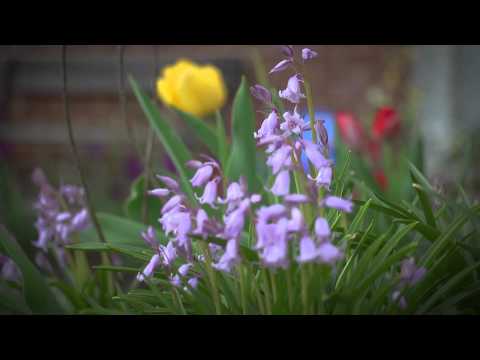 FLBC Daily Devotion Psalm 71:20