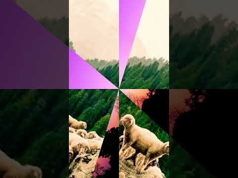 He is our Shepherd | Today’s God’s Promise | Ezekiel 34:11 | 6/8/22 | Jeremiah Paul Ministries