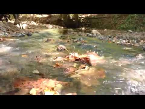 Psalm 42:1-2 NLT "As the deer longs for streams of water, so I long for you,