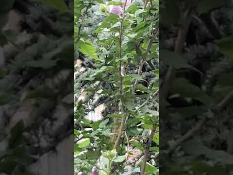 Proverbs 11:30 (Live right, and you will eat from the life-giving tree)