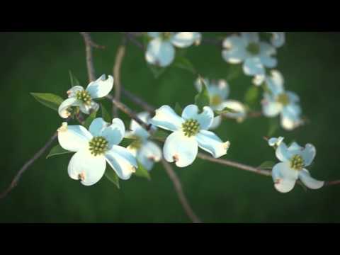 FLBC Daily Devotion Psalm 97:12