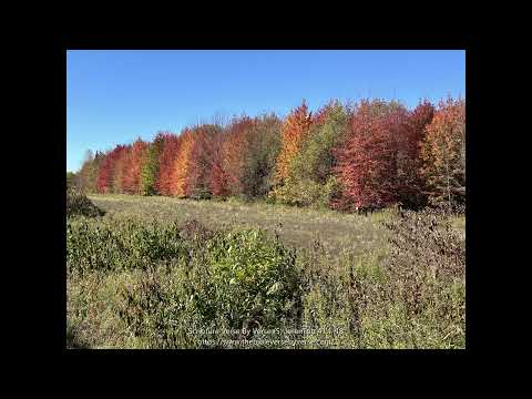 Scripture Verse By Verse (5) Jeremiah 41:1-18