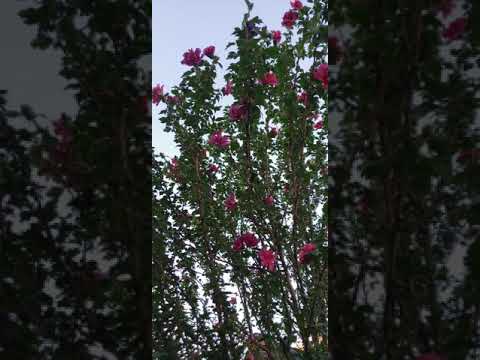 Psalm 143:8(Let the morning bring me word of  Your  unfailing love, for I have put my trust in You)