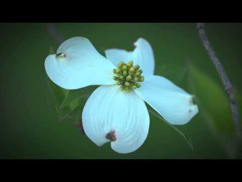 FLBC Daily Devotion Psalm 97:12