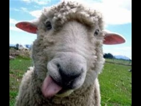 November 13, 2018     "Dumb Sheep, Good Shepherd"   Ezekiel 34: 7-16