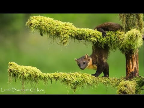 Lectio Divina - Psalm 28:6-9